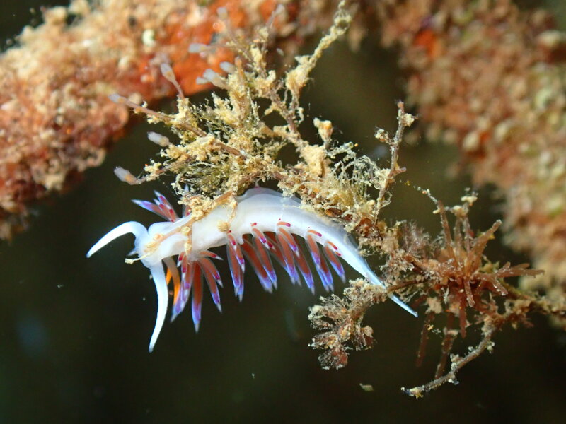 Biodiversidad recuperada Ocean Ecostructures