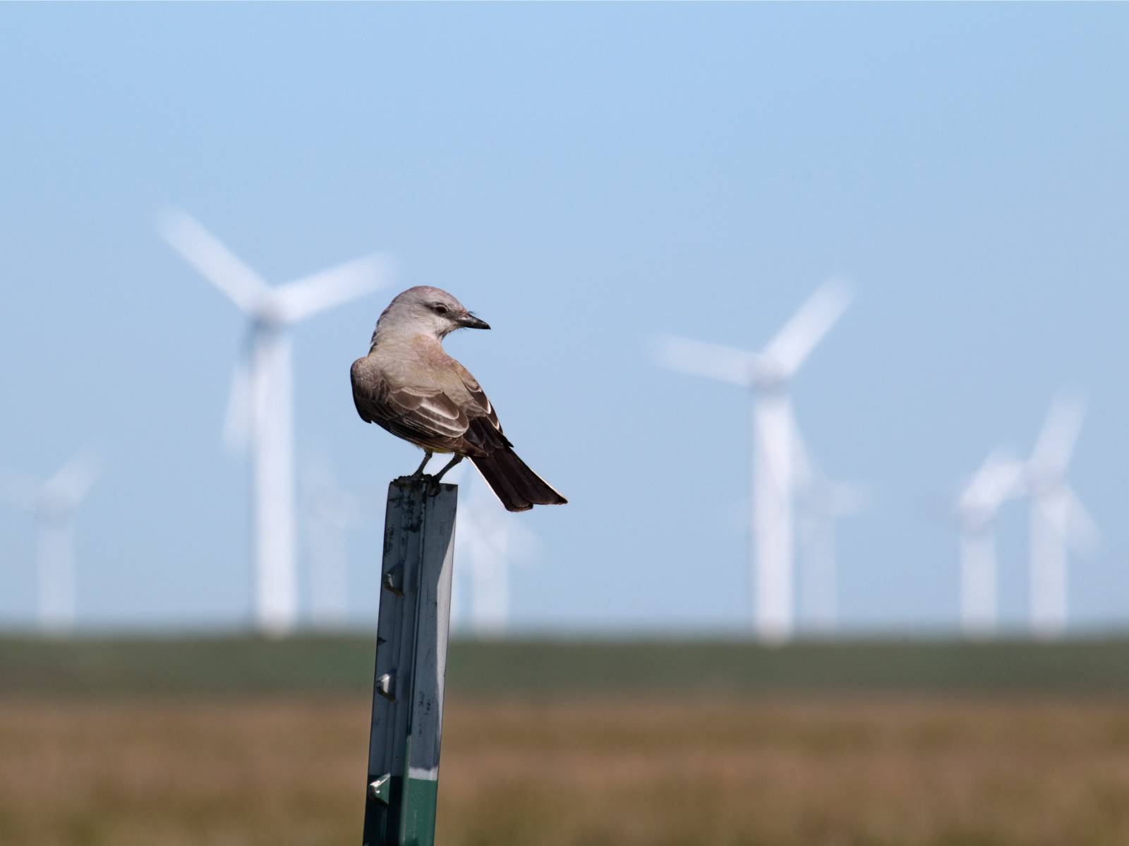 Se buscan ideas para proteger a las aves en parques eólicos